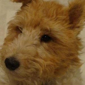 Meet your Posher, Yvette